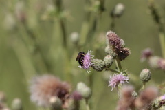 Philanthus bilunatus