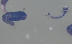 Culiseta incidens