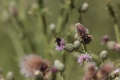 Philanthus bilunatus