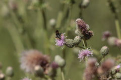 Philanthus bilunatus