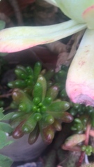 Sedum × rubrotinctum