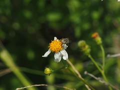 Eristalinus arvorum
