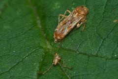 Belonochilus numenius