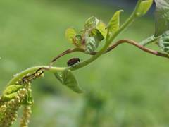 Coptocephala pallens