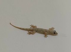 Hemidactylus mabouia