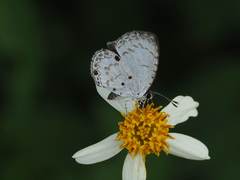Megisba malaya sikkima