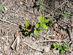 Sideroxylon celastrinum