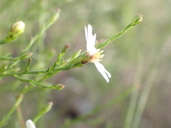 Symphyotrichum depauperatum