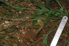 Plantago cunninghamii