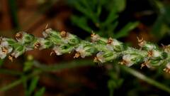 Plantago cunninghamii