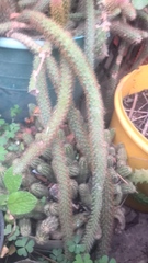 Aporocactus flagelliformis