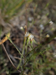 Symphyotrichum depauperatum