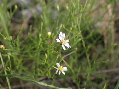 Symphyotrichum depauperatum