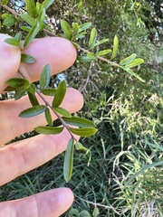 Pittosporum viscidum
