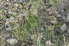 Symphyotrichum depauperatum