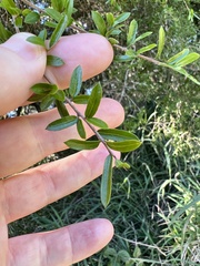 Pittosporum viscidum