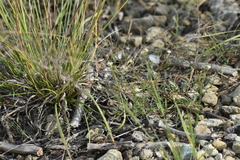 Symphyotrichum depauperatum