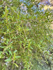 Pittosporum viscidum