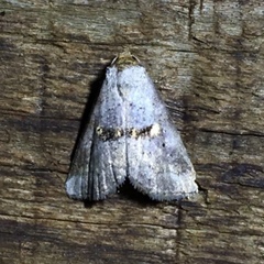 Hyperstrotia flaviguttata