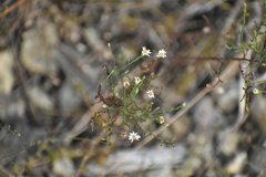 Symphyotrichum depauperatum