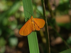 Eudulophasia invaria