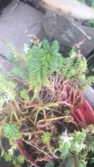 Sedum potosinum
