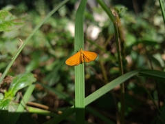 Eudulophasia invaria