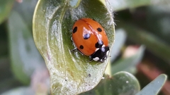 Coccinella septempunctata