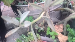 Kalanchoe tomentosa