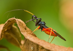 Acanthischium dimidiatum