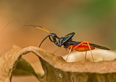 Acanthischium dimidiatum