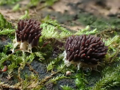 Tubifera ferruginosa acutissima