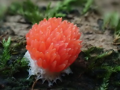 Tubifera ferruginosa acutissima