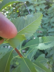 Lasioptera spiraeafolia