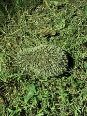 Atelerix albiventris