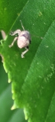 Pseudoedophrys hilleri