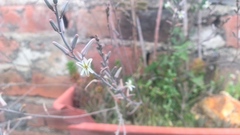 Haworthia