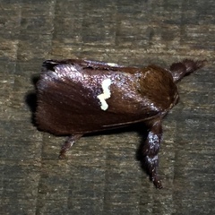 Monoleuca semifascia