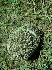 Atelerix albiventris