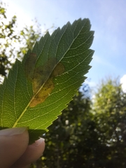 Agromyza valdorensis