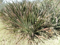 Bromelia serra