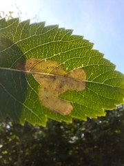 Agromyza valdorensis