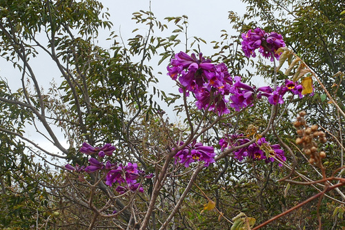 Handroanthus selachidentatus (A.DC.) S.O.Grose 2