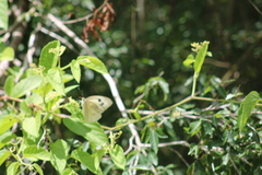 Ganyra