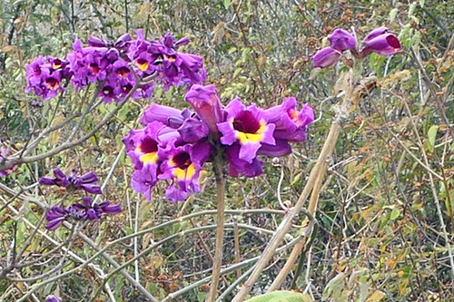 Handroanthus selachidentatus (A.DC.) S.O.Grose