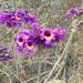Handroanthus selachidentatus - Photo (c) Martin Lowry,  זכויות יוצרים חלקיות (CC BY-NC), uploaded by Martin Lowry