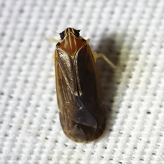 Synecdoche impunctata