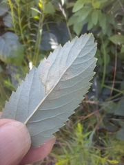 Agromyza valdorensis