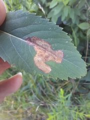 Agromyza valdorensis