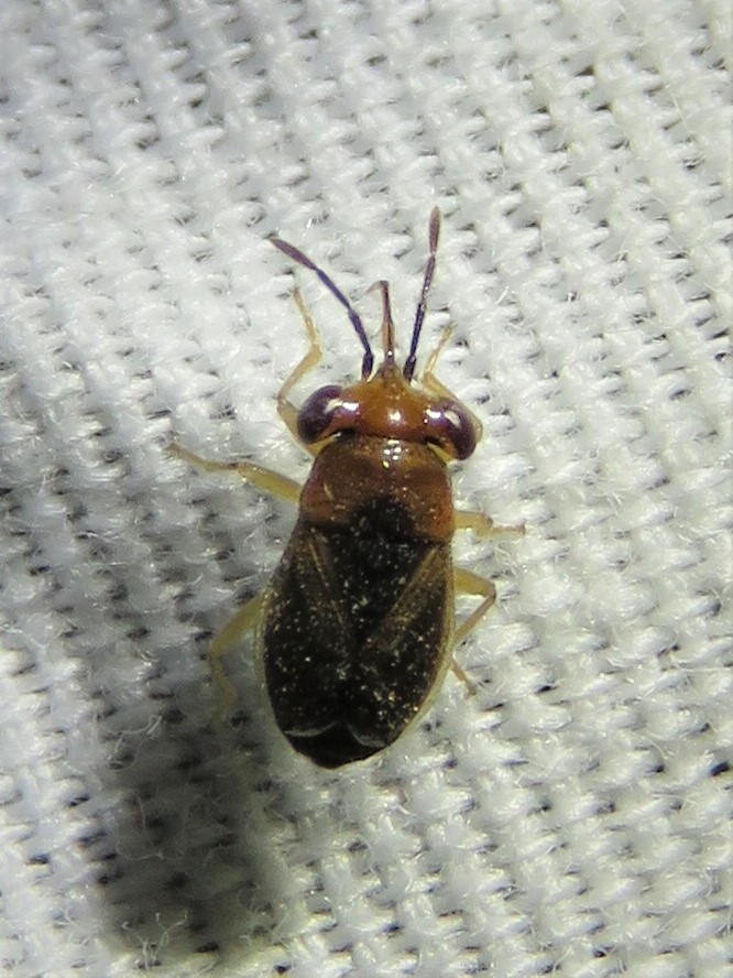 Isthmocoris imperialis